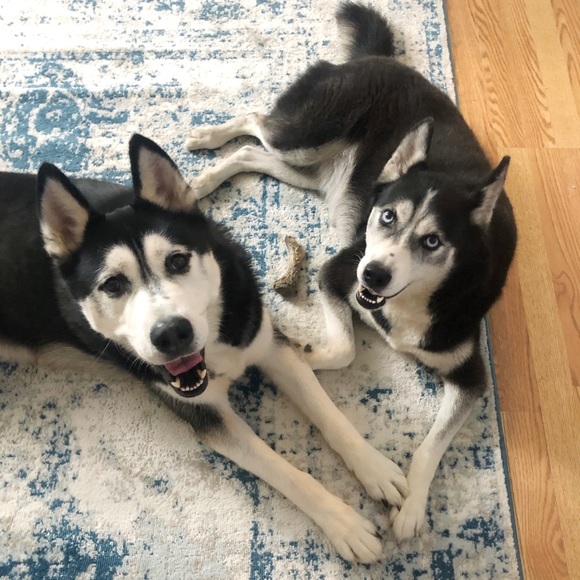 Meet your Posher, Susie - Picture 8 of 11